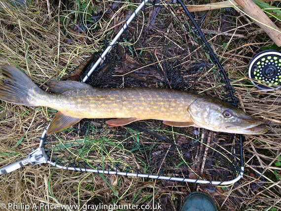 Hi all pike fly fishing near st helens 37f25834acc93c6dc5ba9df39d35765e5469c56_r