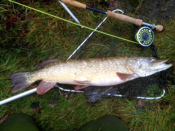 Hi all pike fly fishing near st helens 87715945c1c0c6a99632e3aa3539dcc9c8bcdc7_r