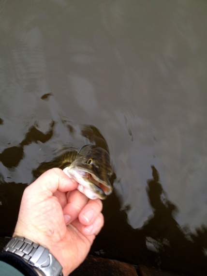 Hi all pike fly fishing near st helens A7035e5e45c4cabece72c352a9b2416ec64b443_r